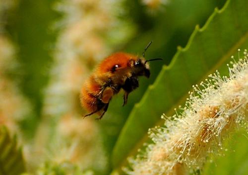 Bombus sp.
